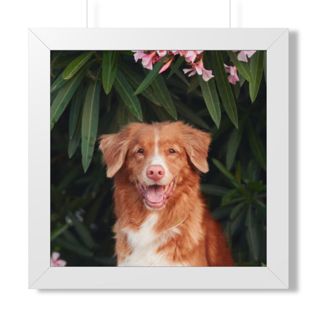 Framed Poster - Happy Nova Scotia Duck Tolling Retriever Portrait (Vertical)