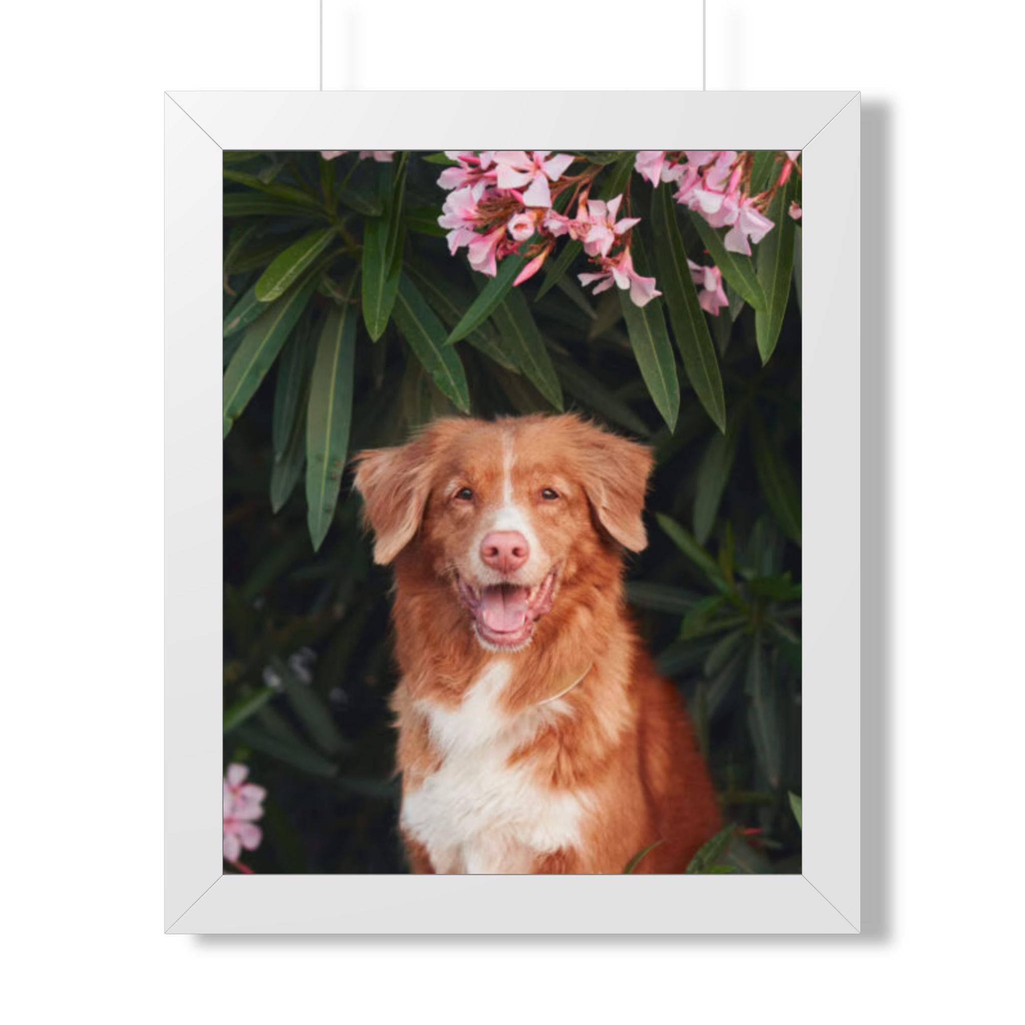 Framed Poster - Happy Nova Scotia Duck Tolling Retriever Portrait (Vertical)