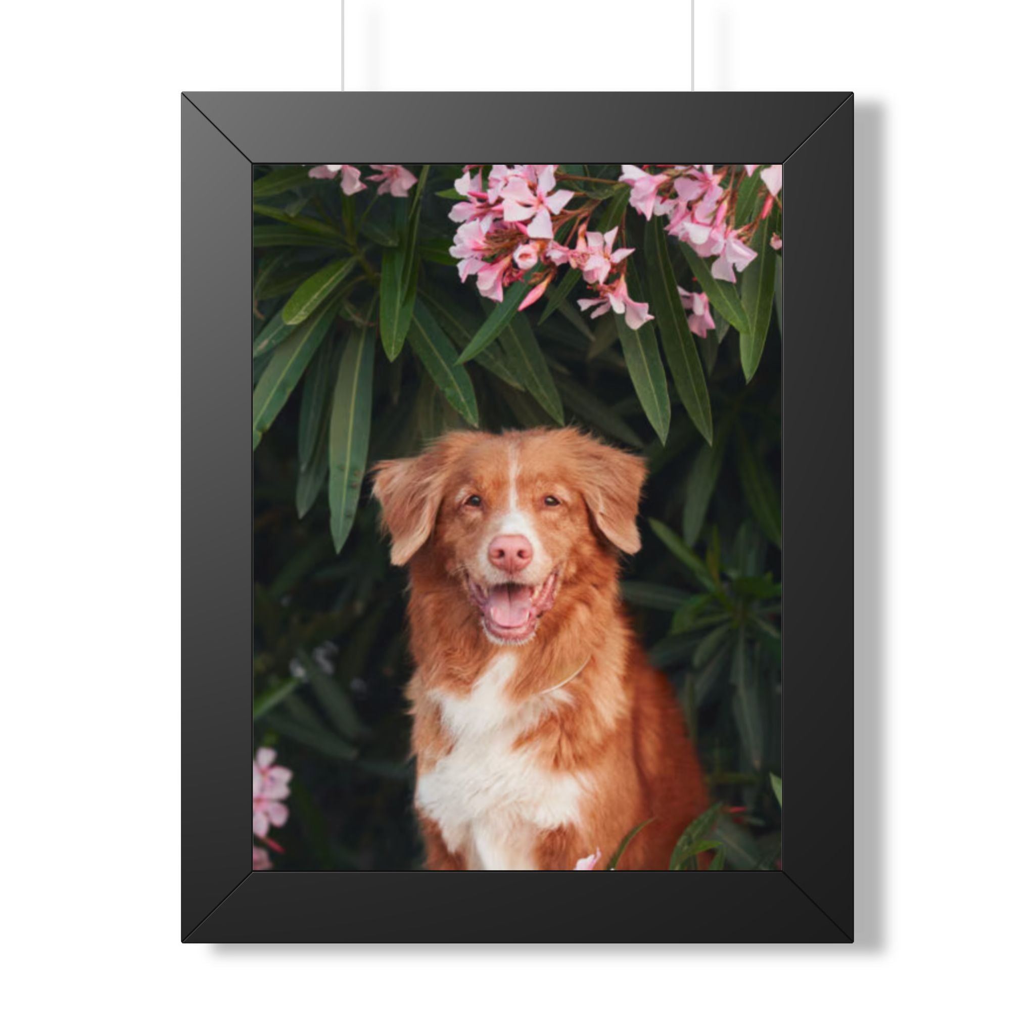 Framed Poster - Happy Nova Scotia Duck Tolling Retriever Portrait (Vertical)