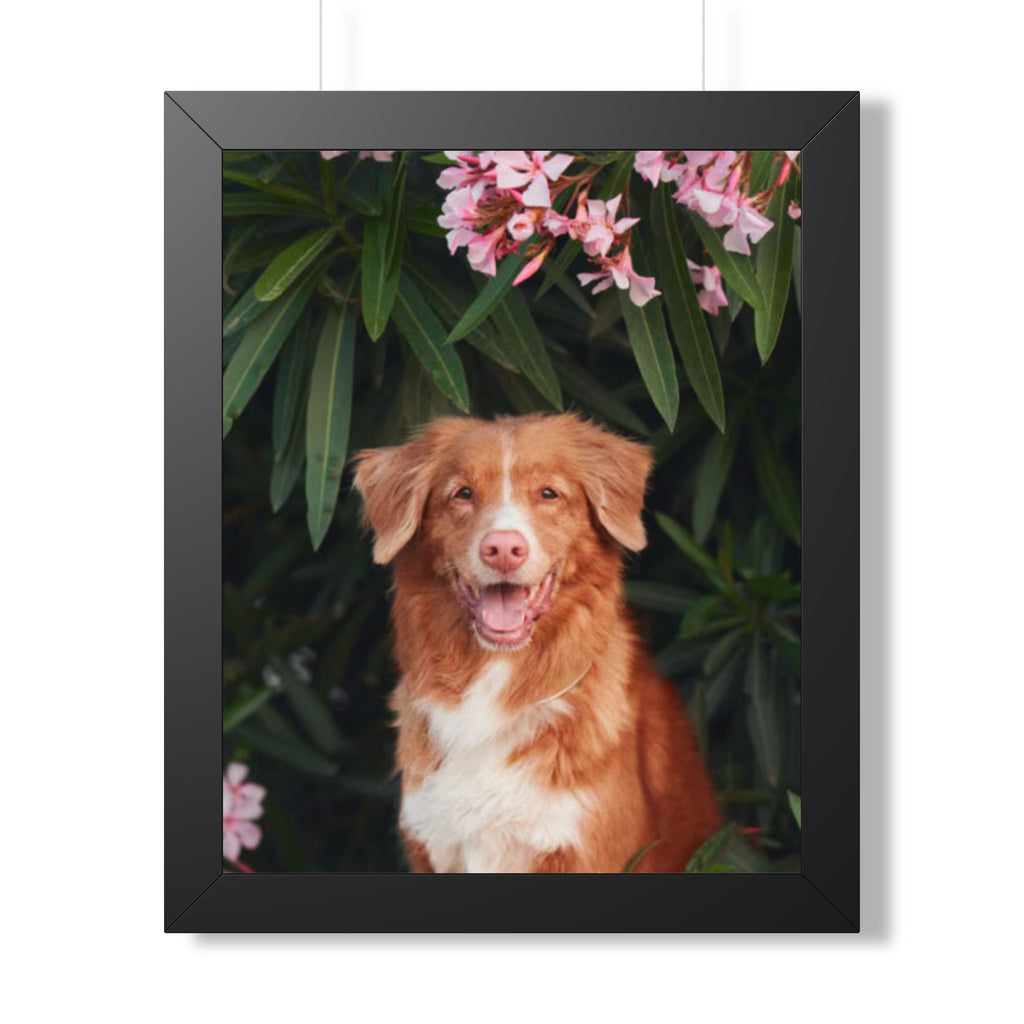 Framed Poster - Happy Nova Scotia Duck Tolling Retriever Portrait (Vertical)