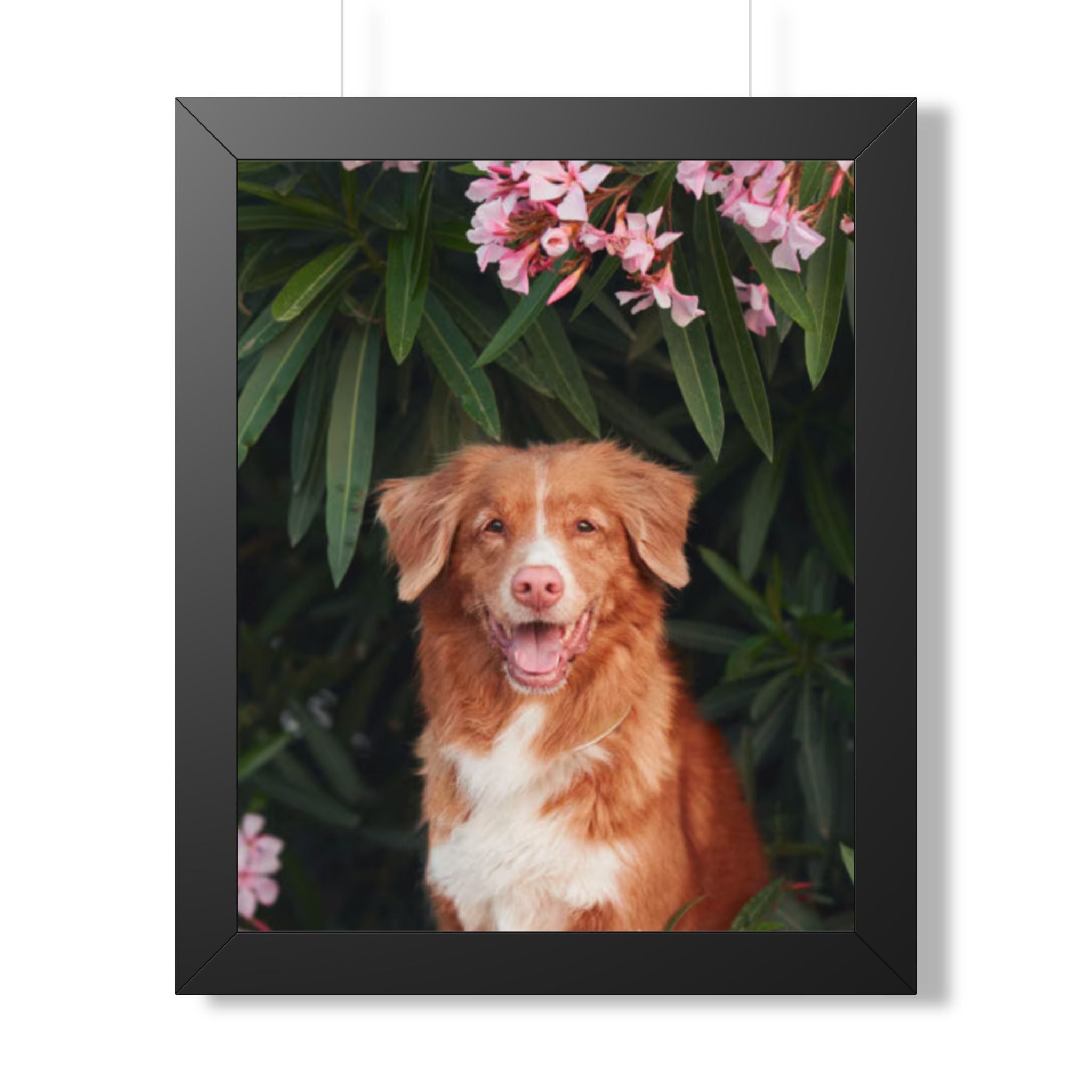 Framed Poster - Happy Nova Scotia Duck Tolling Retriever Portrait (Vertical)
