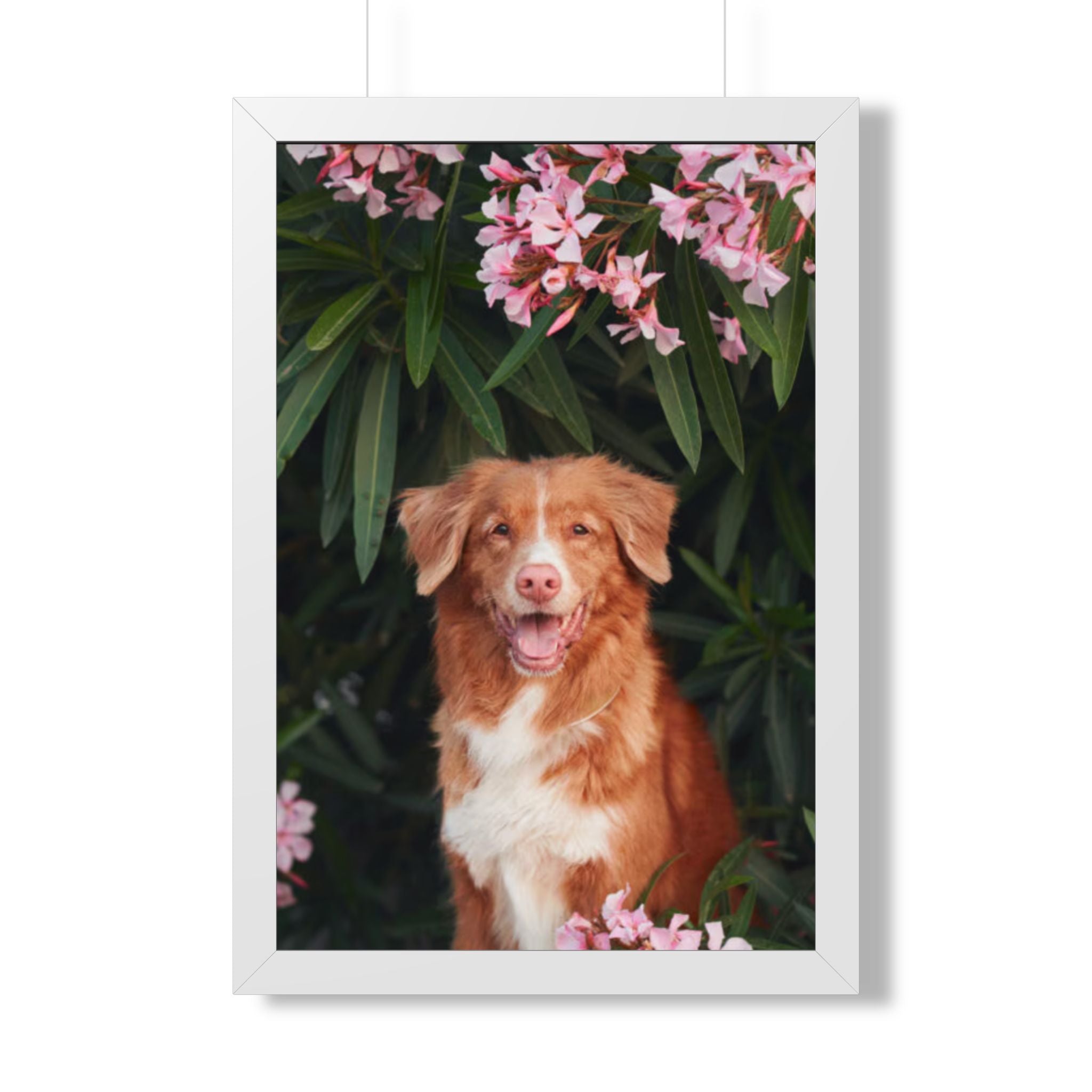 Framed Poster - Happy Nova Scotia Duck Tolling Retriever Portrait (Vertical)