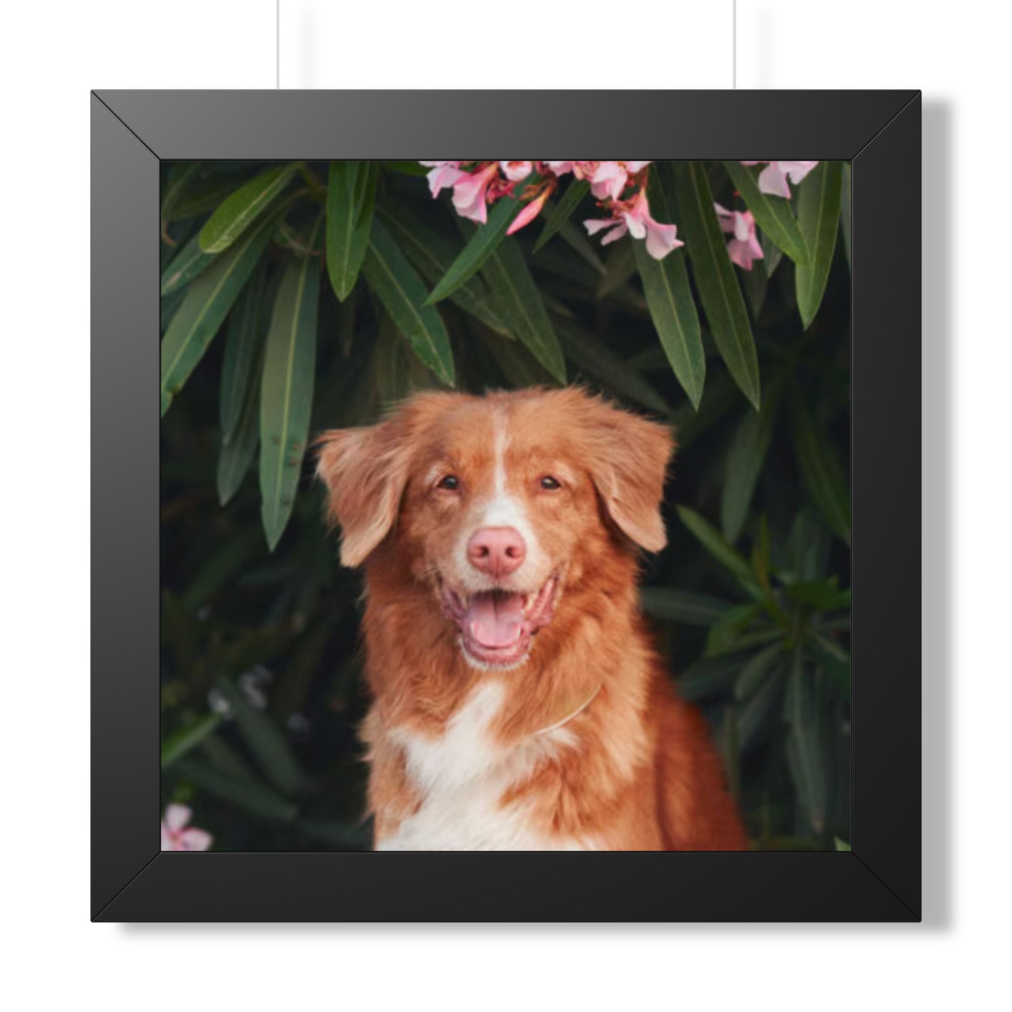 Framed Poster - Happy Nova Scotia Duck Tolling Retriever Portrait (Vertical)