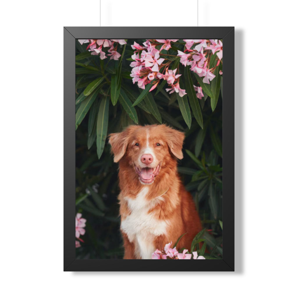 Framed Poster - Happy Nova Scotia Duck Tolling Retriever Portrait (Vertical)