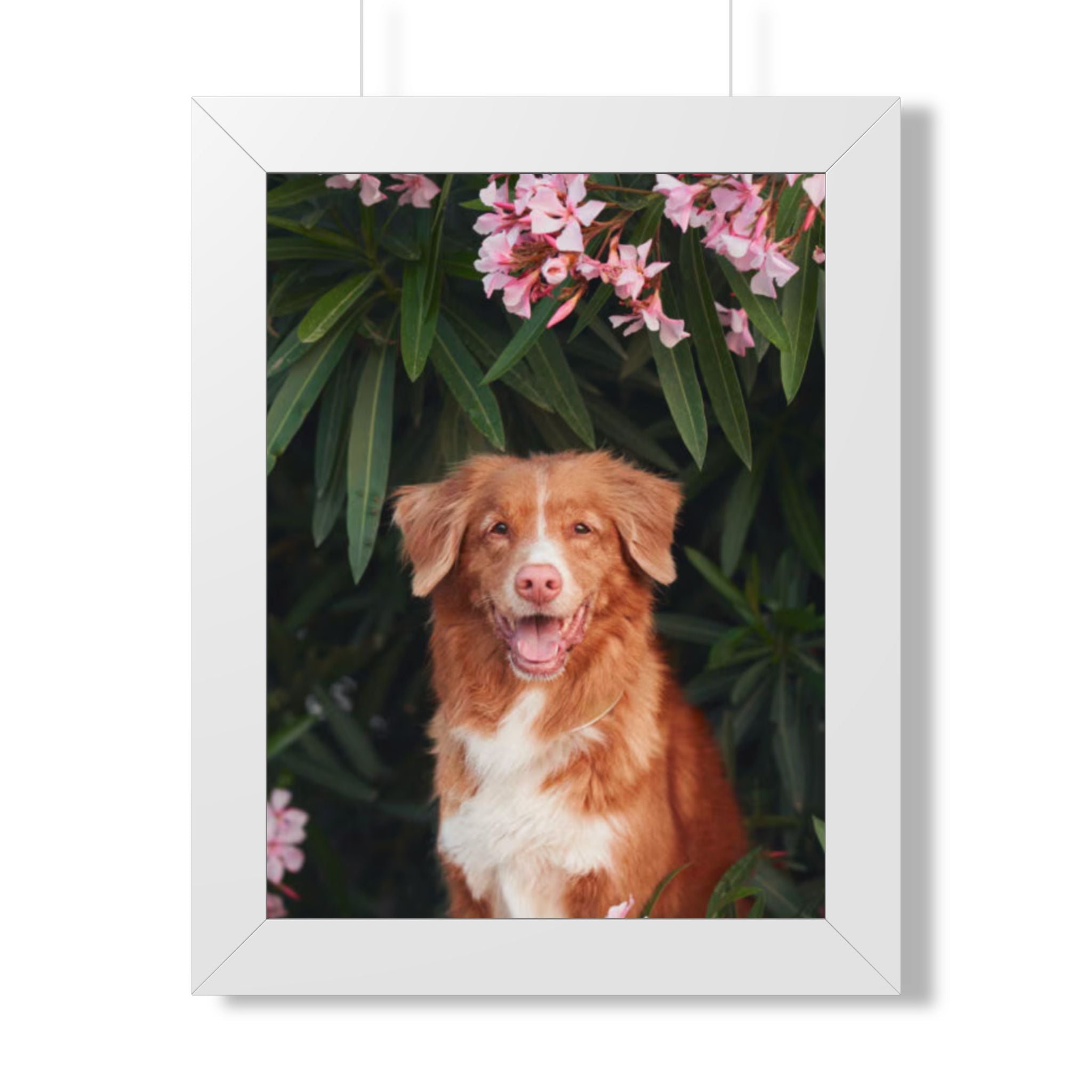 Framed Poster - Happy Nova Scotia Duck Tolling Retriever Portrait (Vertical)